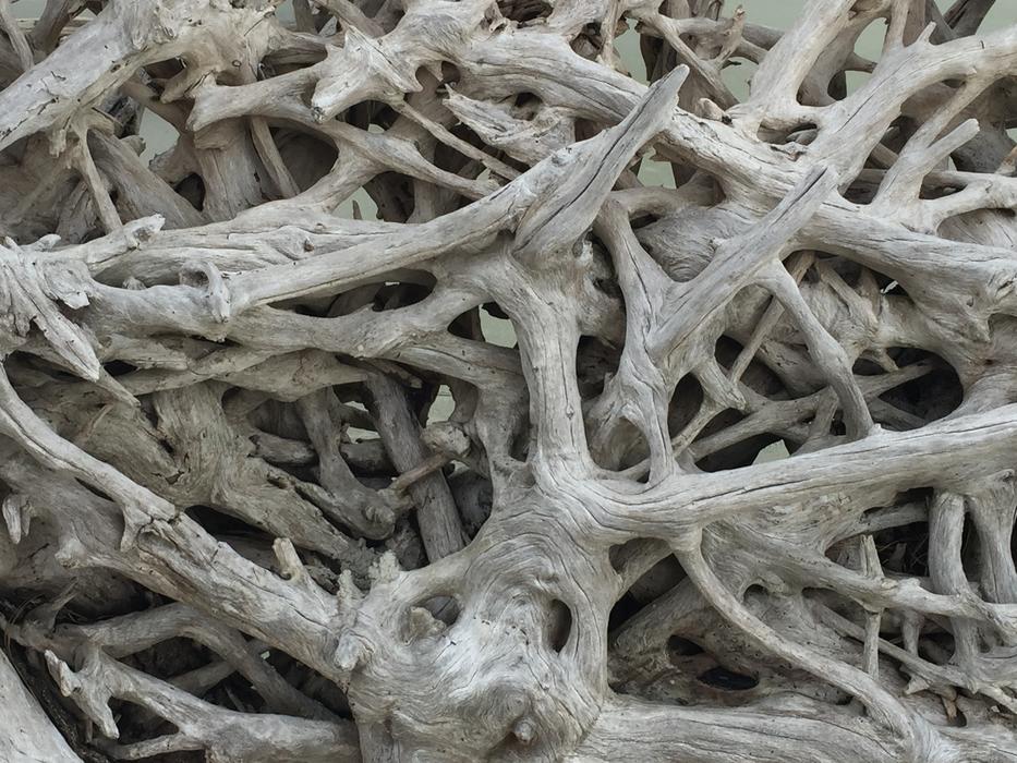 Wood Bark Tree