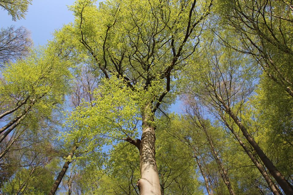 Sky Trees Blue