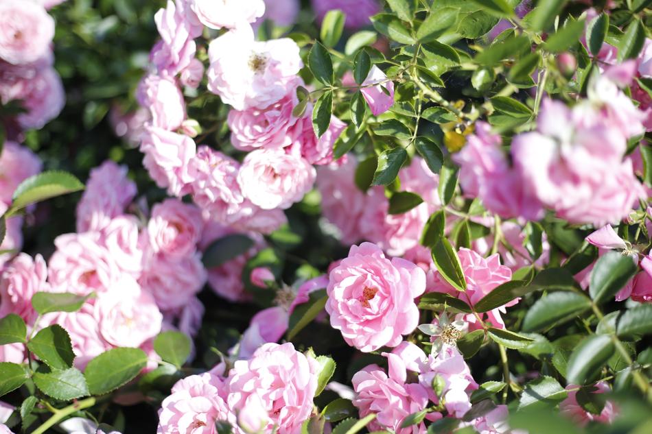 Pink Roses Flowers The