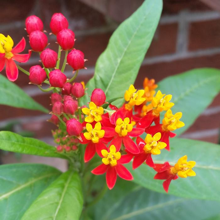 Tropical Milkweed Flower