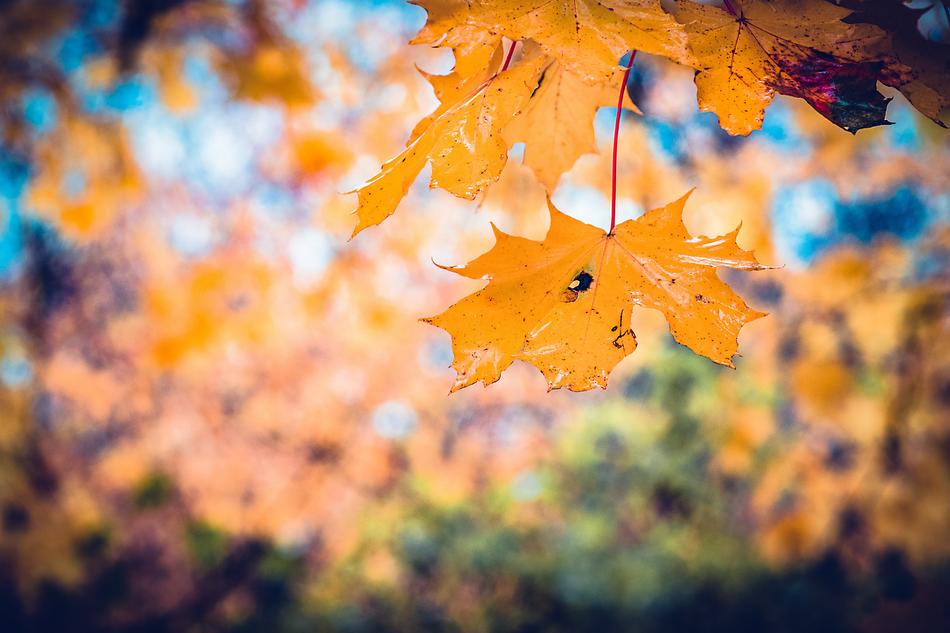 Autumn Leaves Fall