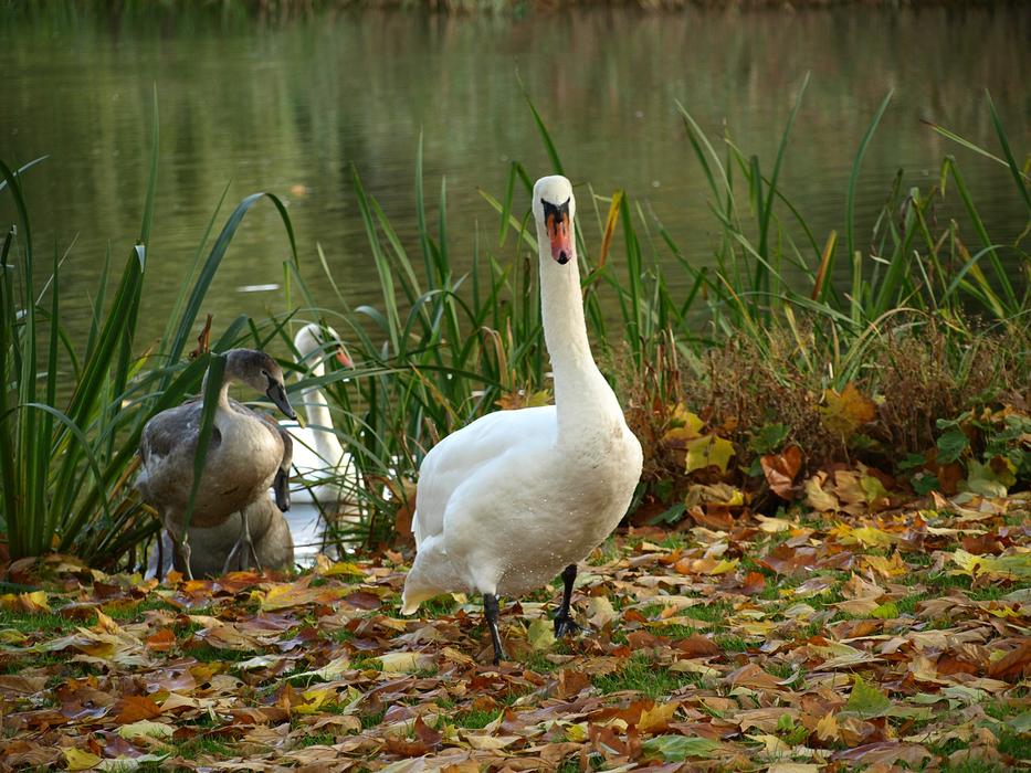 adult and young Swan on lake shore