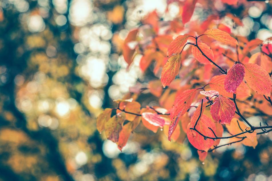 Autumn Leaves Fall