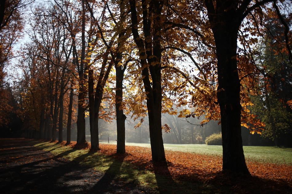 Trees Autumn Avenue Leaves In The
