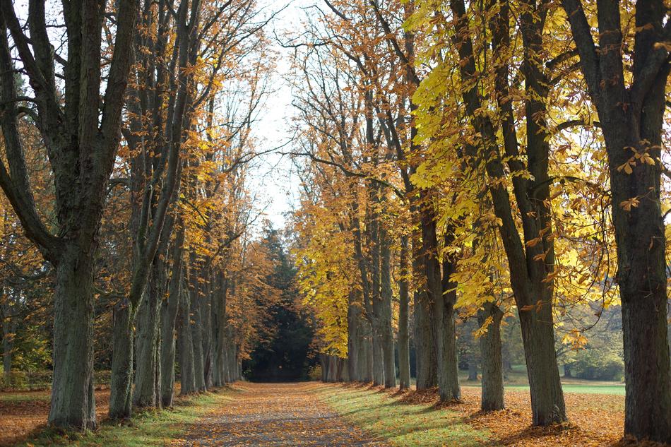 All Trees Yellow
