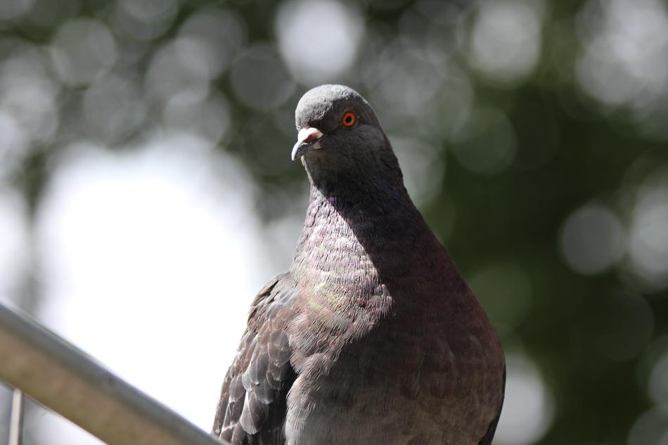 gray dove on blurred background