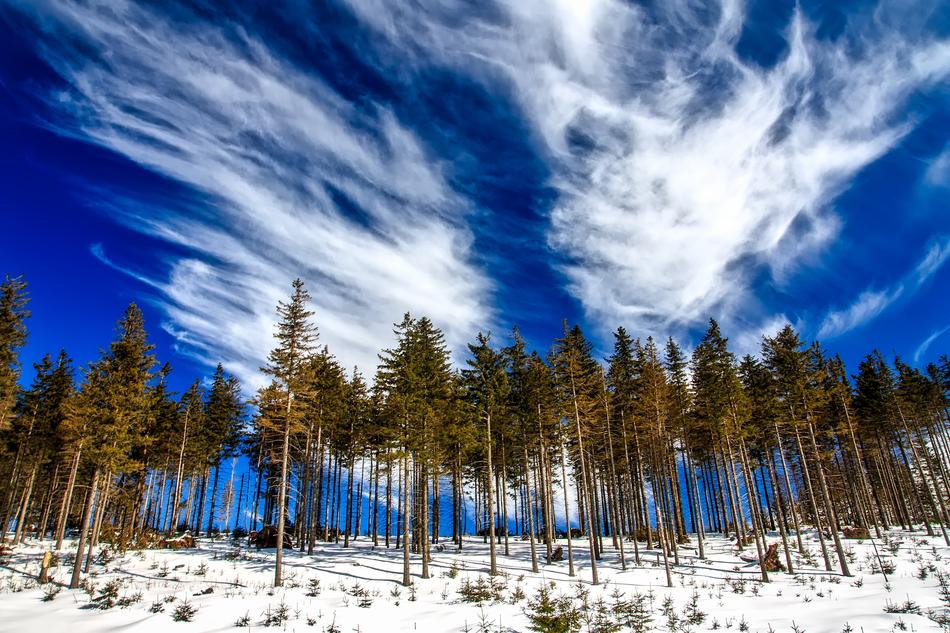 Poland Landscape Tree Line