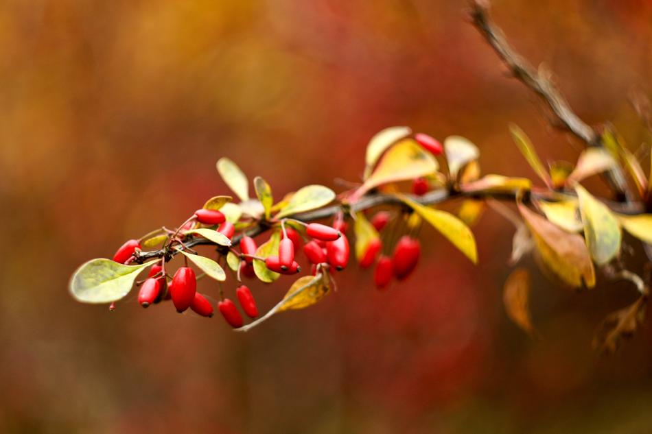 delicious red berries