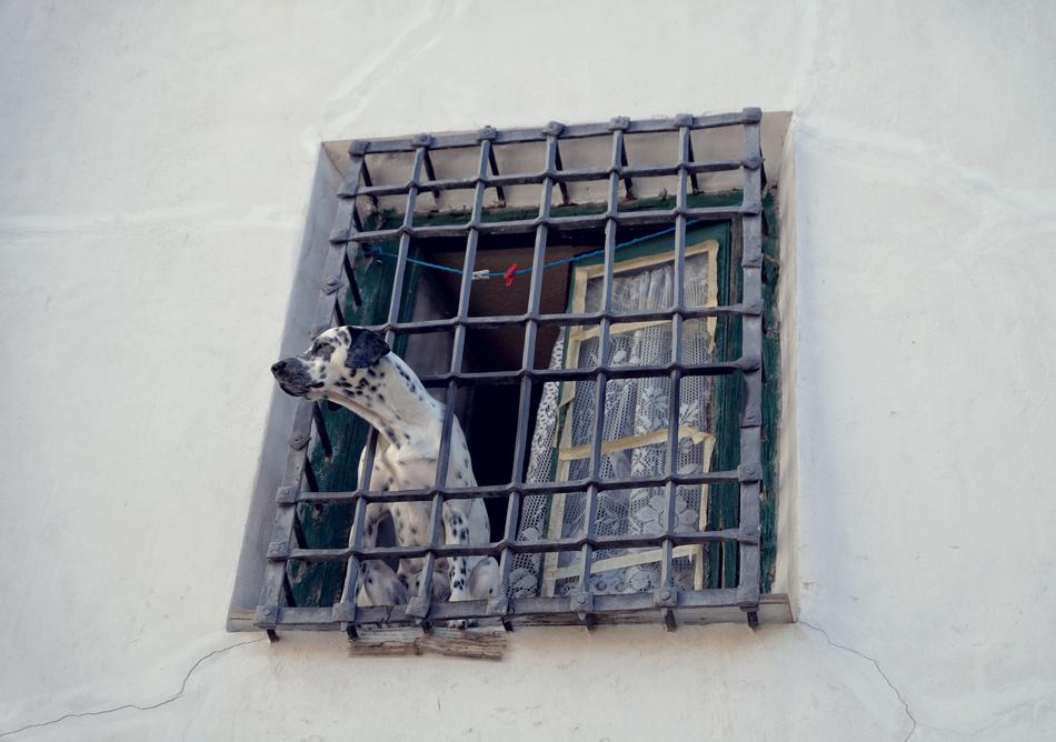 Dog Lone Grille
