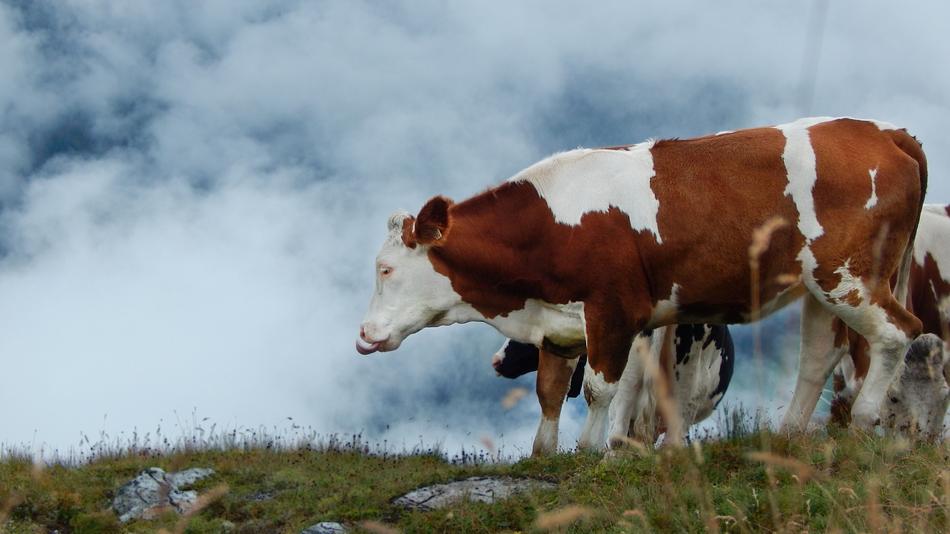 Cow The Language Of Cattle