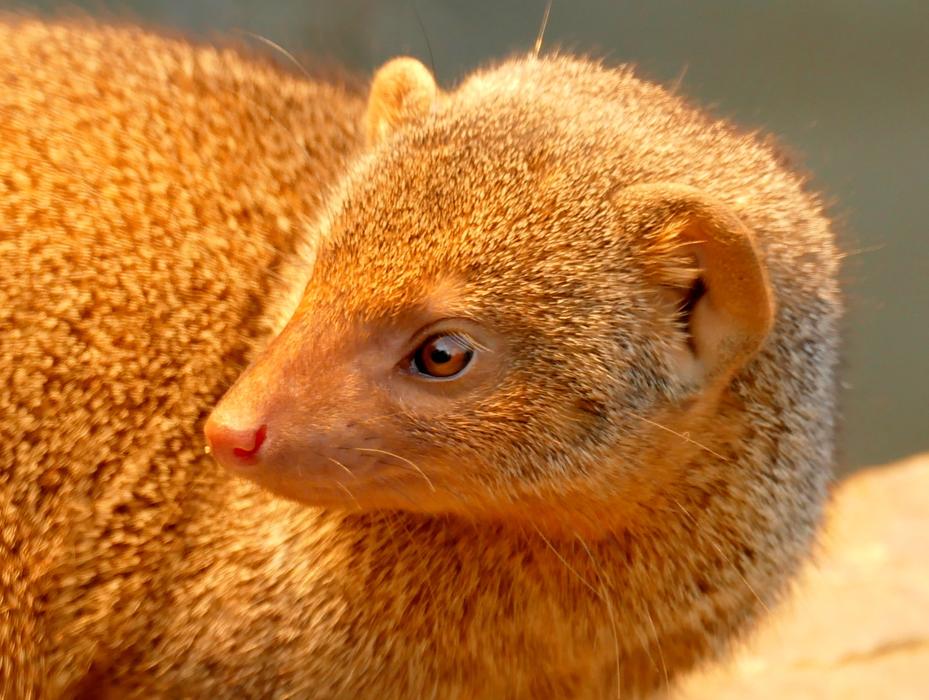amazing Mongoose Animal