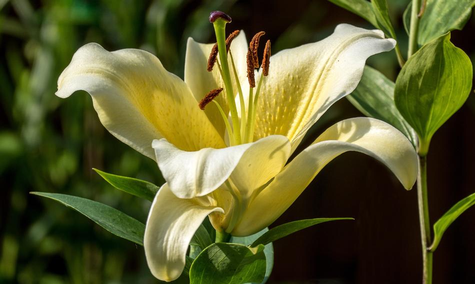 Lily Flower Nature