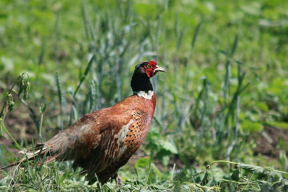 wild colored bird in the grass