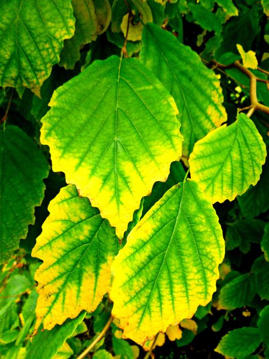 Leaves Fall Autumn