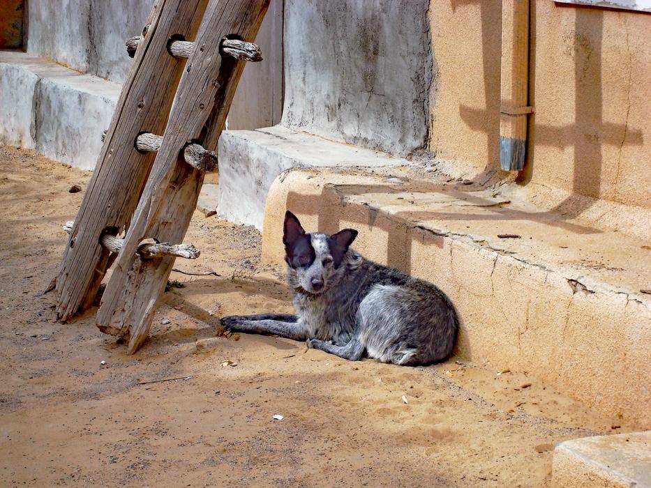 the dog lies near the stairs
