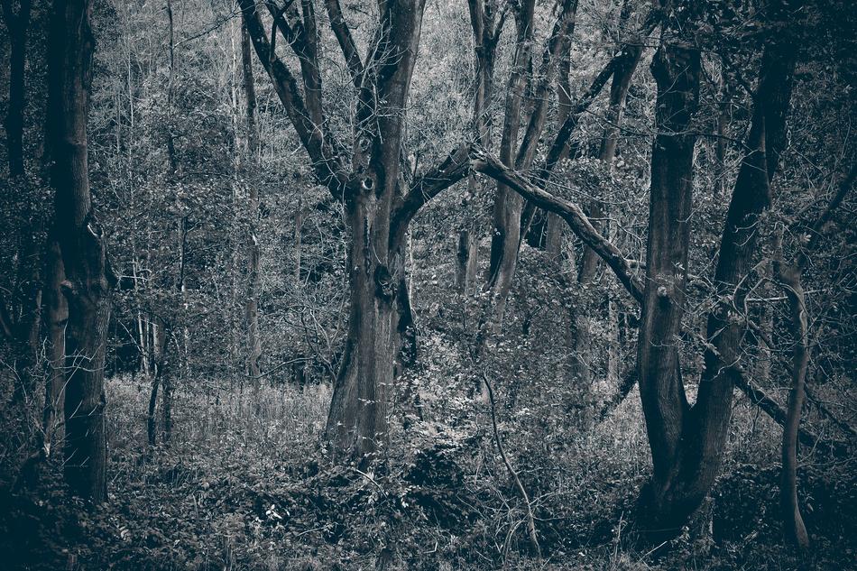 Forest Trees Nature