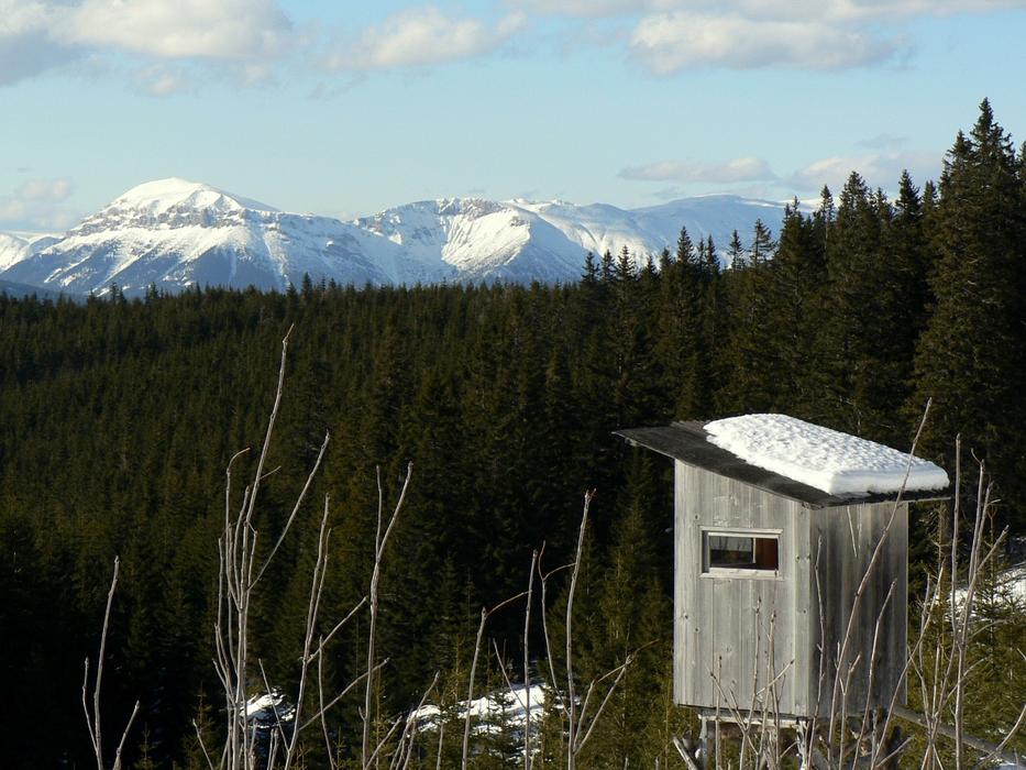 forest panorama on the background of snowy mountains