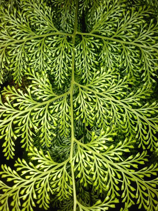Green Pinetree