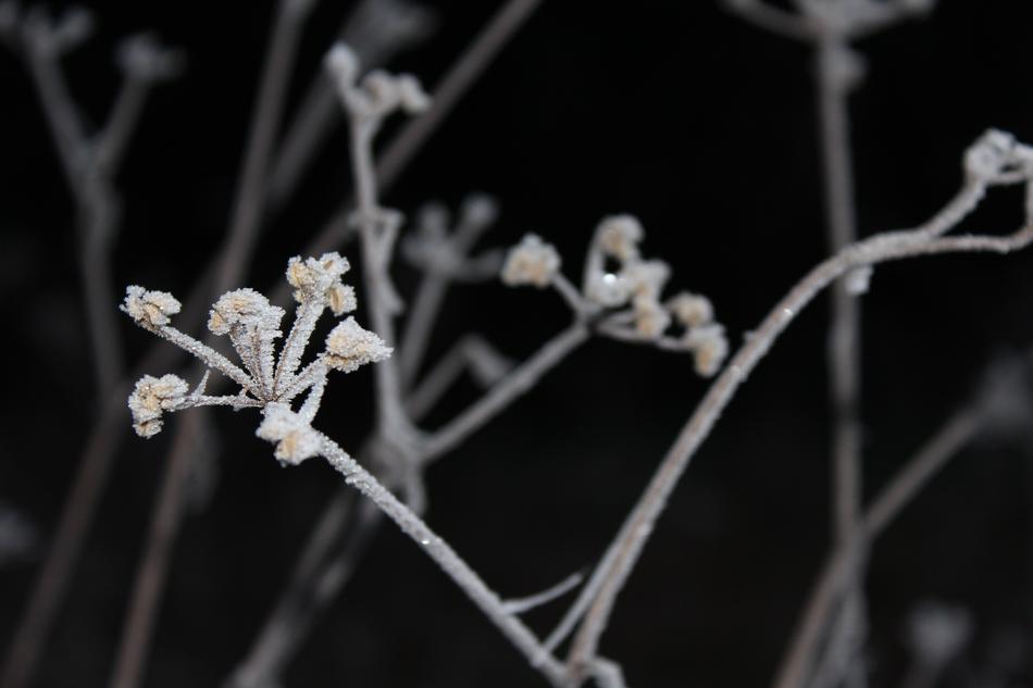 Winter Frost Chill