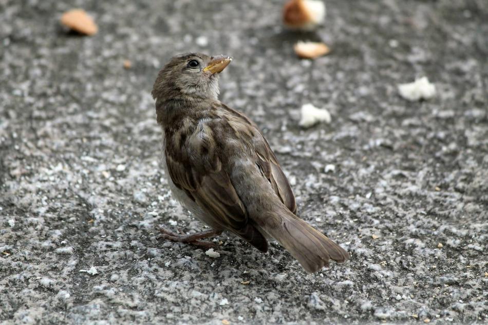 sparrow in Switzerland