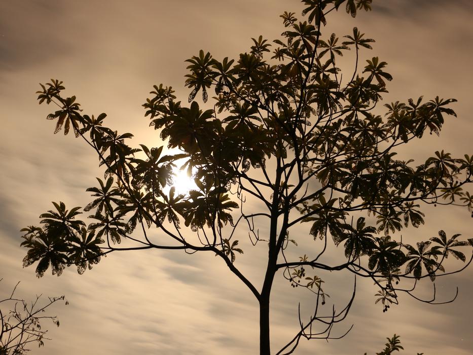 beautiful tree illuminated by the sun
