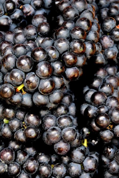 Grapes Blue Fruit