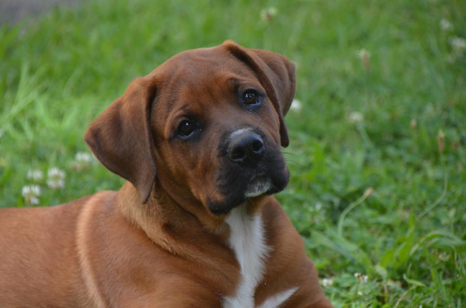 Portrait of the cute and beautiful, brown and white puppy, on the green grass with the white flowers