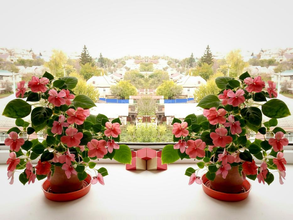 Balsam Symmetry Light