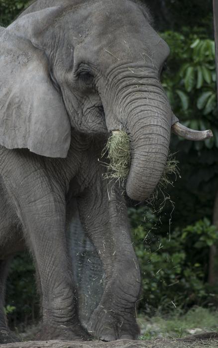 big elephant on safari