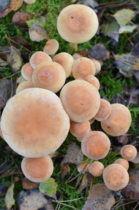 Natural Mushroom Agaric plants