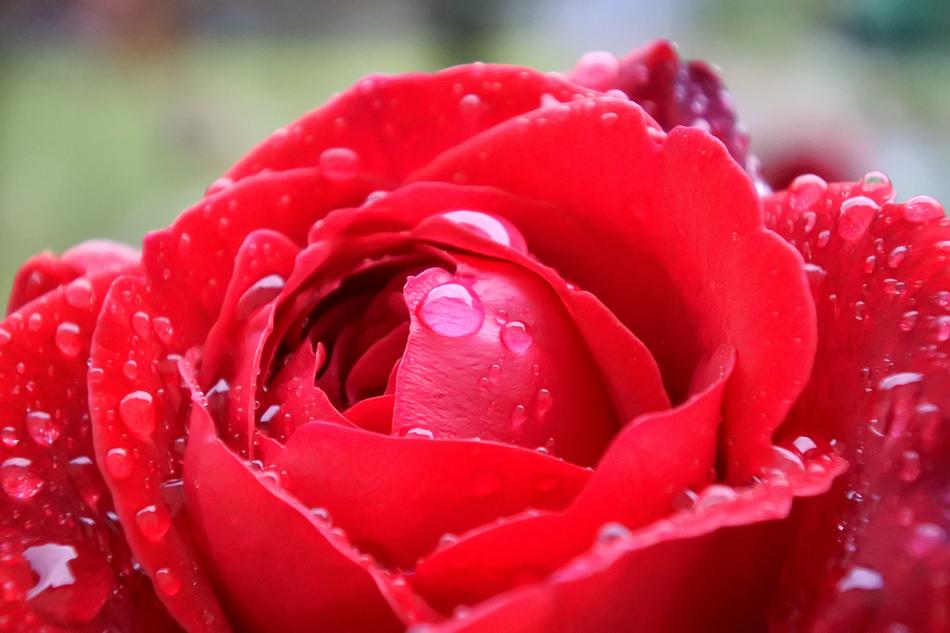 Rose Red Flower