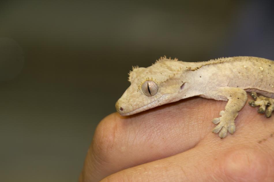 light lizard on hand