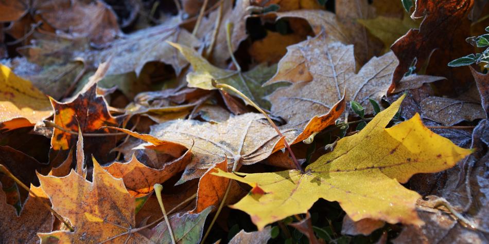 Leaves Frost Nature