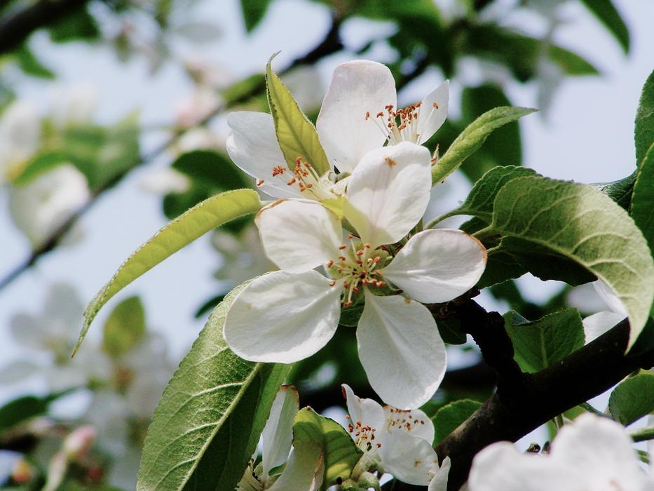 Apple Tree Blossom