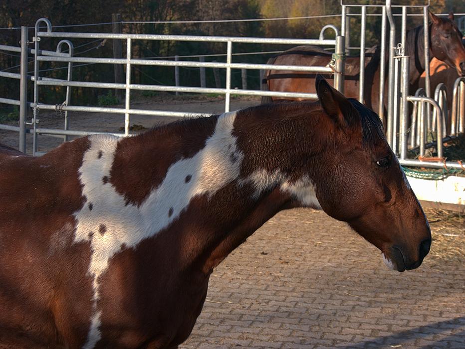 Horse Reitstall