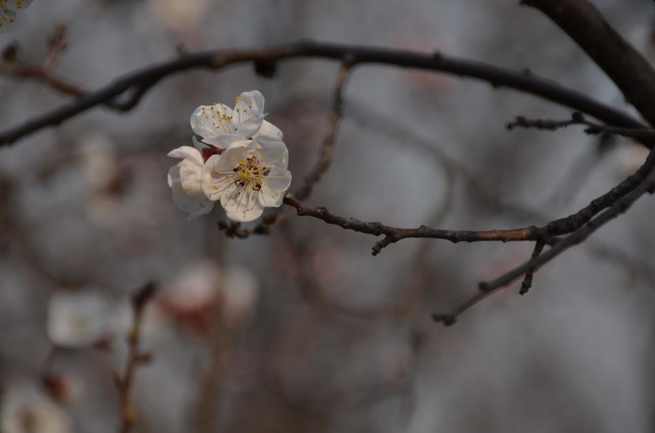 white little flower on a tree