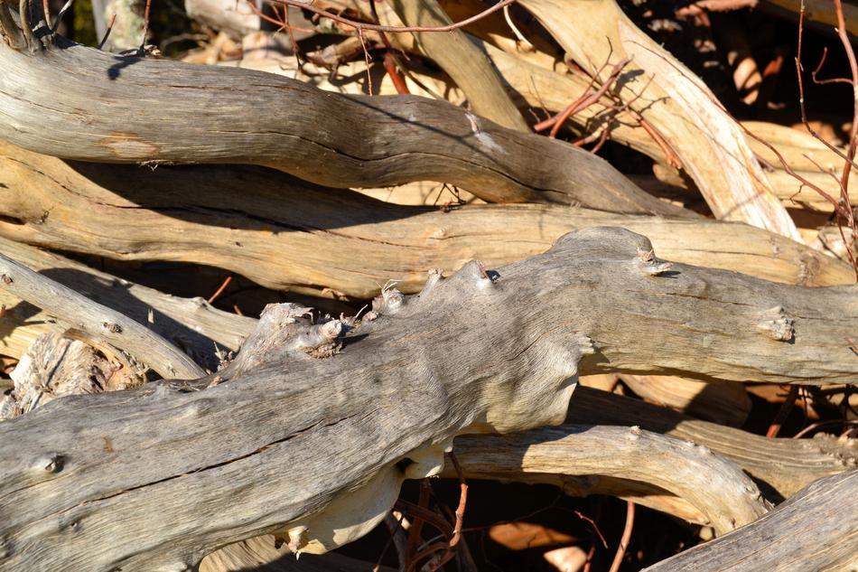 old wooden logs in the forest