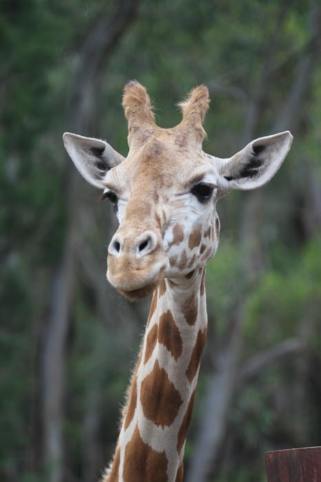 head of Giraffe at blurred background
