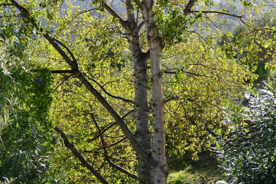Nature Forest Autumn