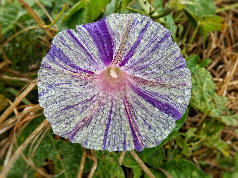 Flower With Drops White