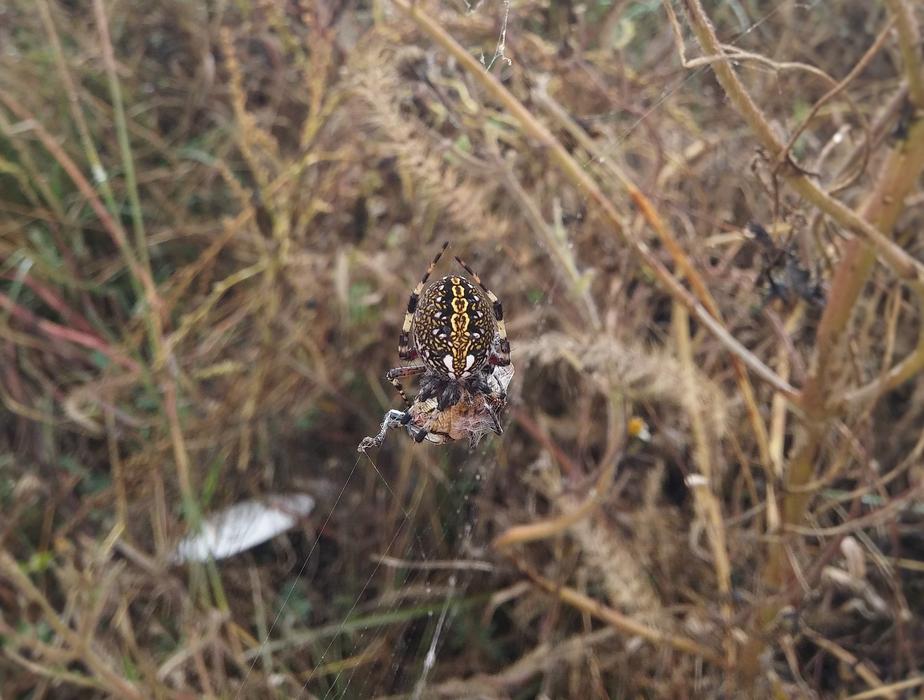 big spider dangerous on the web