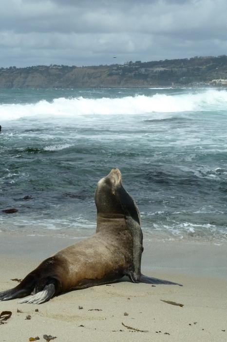 Sea Lion at Beach Coast