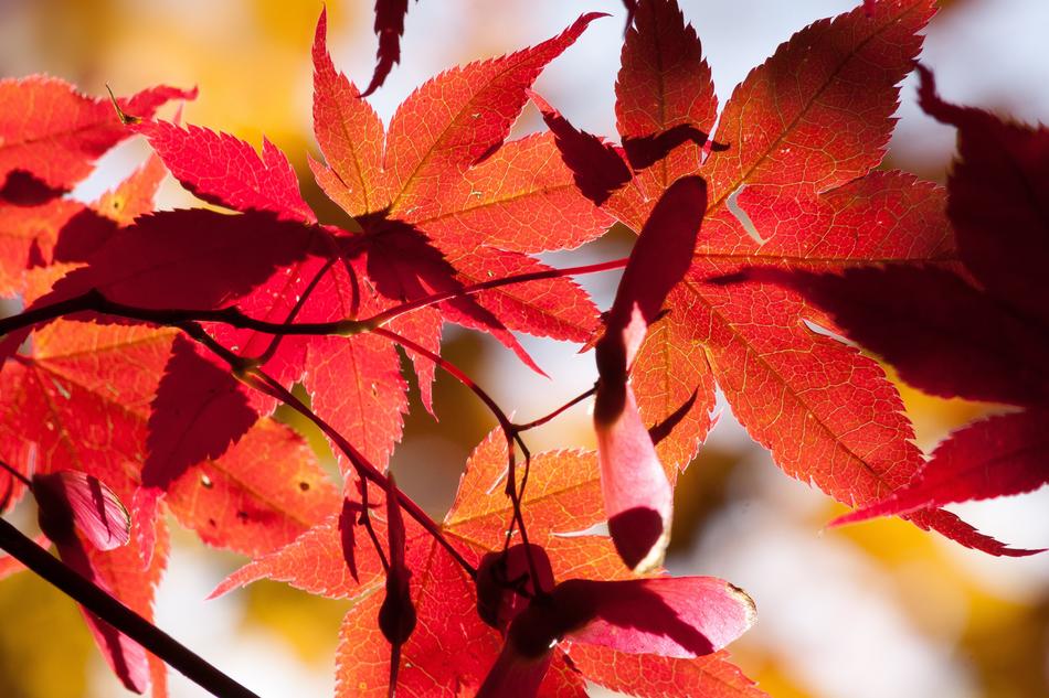 Maple Autumn Leaf