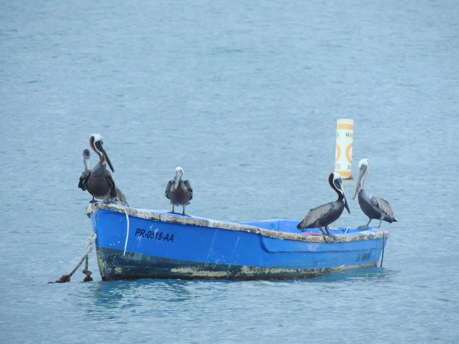 Pelican Sea Nature