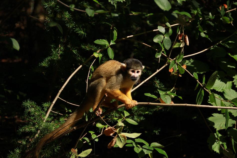 Monkey Forest Zoo