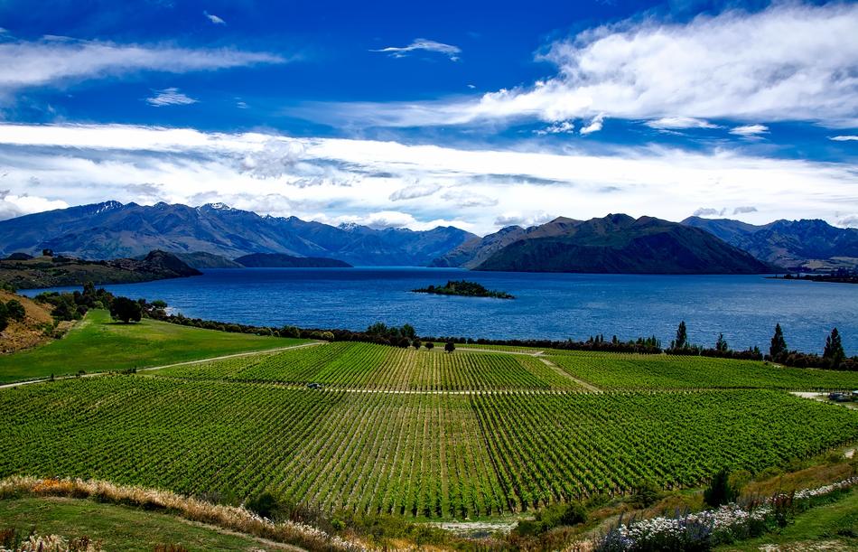 scenic green vineyards in New Zealand
