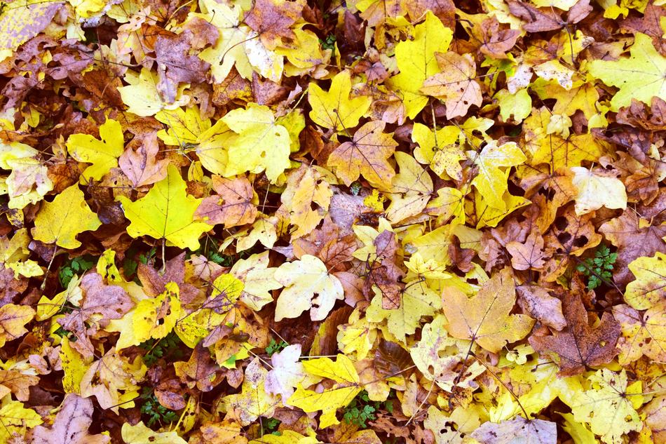 Leaves Background Nature drawing