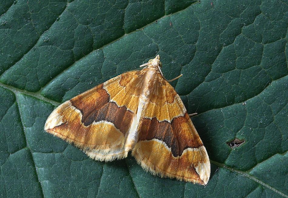 Close Up photo of Natural Moth