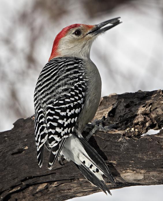 Bird Nature Animal