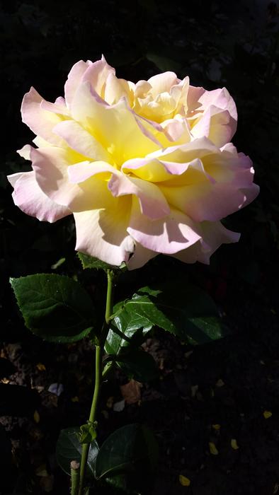 Rose Flower One Beautiful